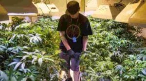 Read more about the article Medical marijuana facility planned in York