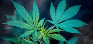 Read more about the article Skills that Can Give You An Advantage in the Cannabis Industry