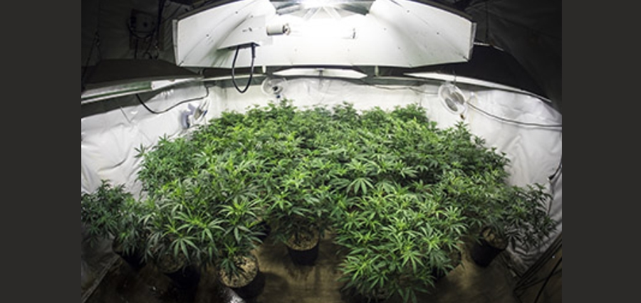 You are currently viewing 10 Things to Know About CMH Grow Lights