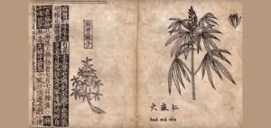 Read more about the article 10 Unusual Facts About Cannabis Culture