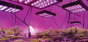 Read more about the article 8fdsaIs Purchasing Cannabis Grow Equipment a Good Investment?