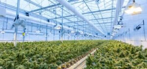 Read more about the article Cannabis Business Opportunities 2021- How Retailers Can Grow in The New Normal