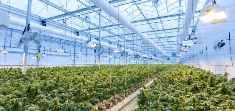 You are currently viewing Cannabis Business Opportunities 2021- How Retailers Can Grow in The New Normal
