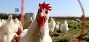 Read more about the article Sanderson Farms to be sold for $4.5 Billion to a Joint Venture