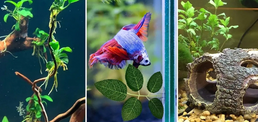 You are currently viewing Can You Put a Betta Fish with Other Fish?