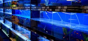 Read more about the article All You Expect To Understand About Aquarium Store Depot
