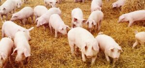 Read more about the article Tips For Writing a Piggery Business Plan