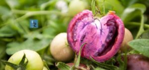 Read more about the article GMO Purple Tomatoes Could Hit Grocery Stores Soon Next Year