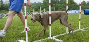 Read more about the article Why Is Professional Training Essential For Pet Dogs?