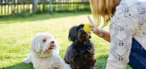 Read more about the article Training Your Pup is Exciting With These Diverse Games!