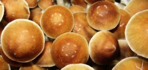 Read more about the article Is It Possible to Mix Magic Mushrooms and Recreational Drugs?