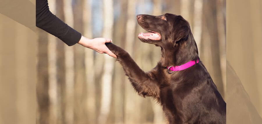 You are currently viewing Training Your Best Friend: The Top Tips for Effective Dog Training
