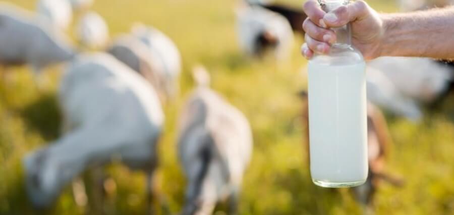 You are currently viewing Organic Goat Milk Formula: Is it Worth the Investment?