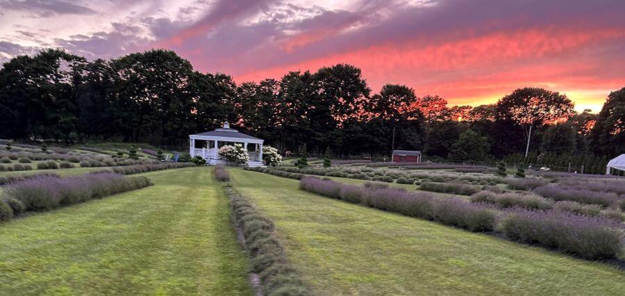 You are currently viewing Dr. Henry Cabrera Says Seasonal Delights and Unique Experiences Await at Lavender Waves Farm