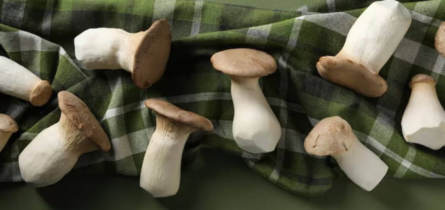 5 Best Mushroom Supplements (Tinctures, Powder, or Gummies) for Optimal Health