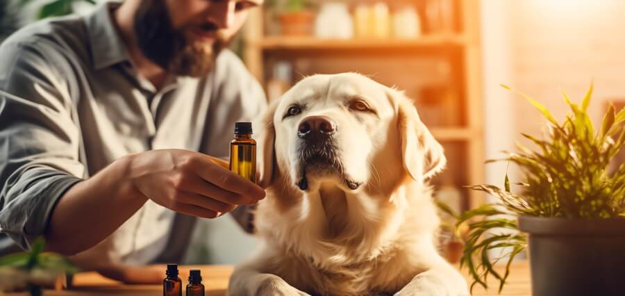 CBD Oil for Dogs